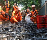 Pemkota Jakarta Timur Berantas Ikan Sapu Sapu 